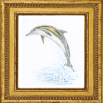 Splashy Dolphin